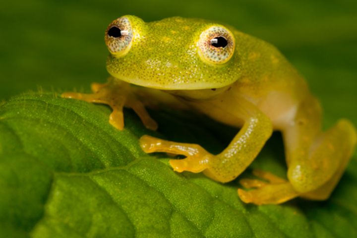 Close-up photo of a yellow-green frog.