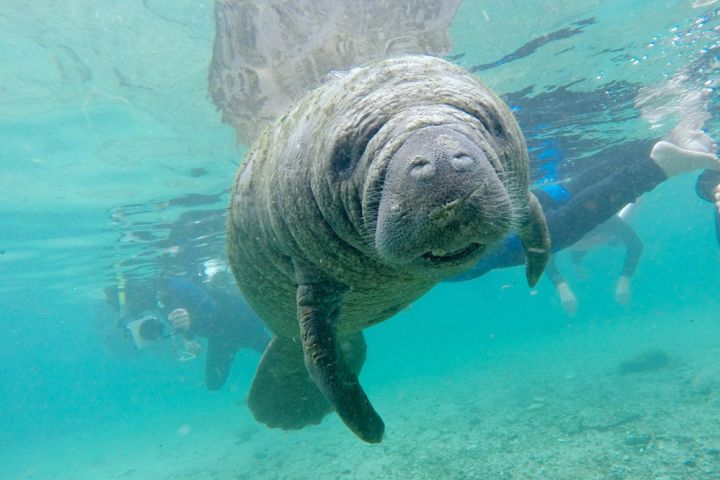 Underwater photo of a manatee.