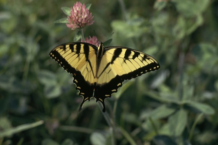 A photograph of a male tiger swallowtail butterfly resting with its wings spread on a red clover flower.