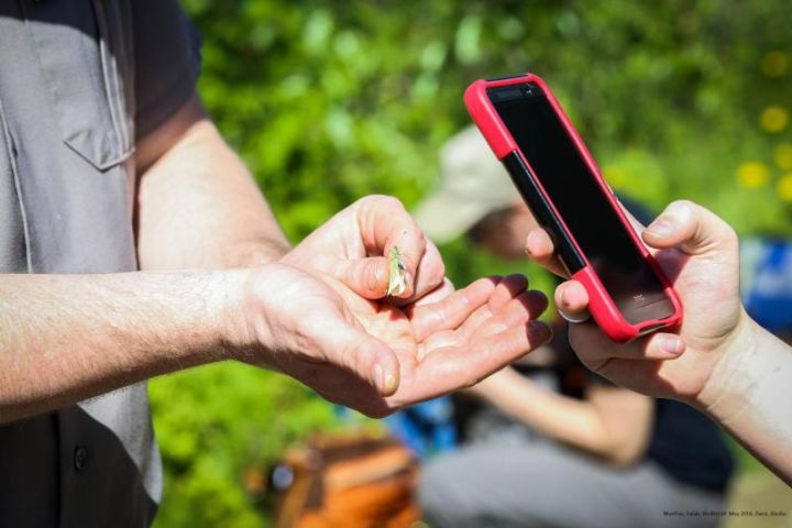 A photograph of a National Park Service employee assisting someone with photographing a grasshopper with their smartphone.