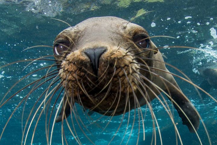 Picture of sea lion