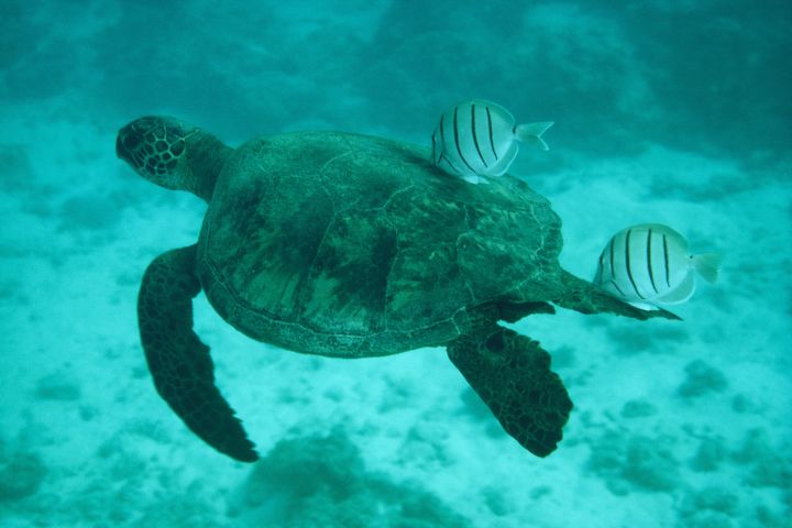 A photograph of a Pacific Green Turtle swims with a couple of striped fish at the French Frigate Shoals.