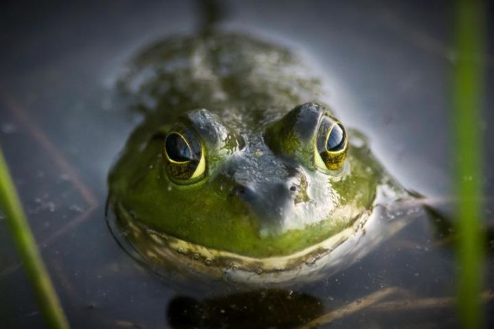 a photograph of a frog in the water at Acadia National Park.