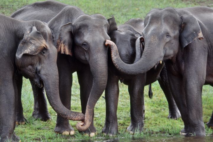 Asiatic elephants touching, Elephas maximus, Periyar Wildlife Sanctuary, Western Ghats, India