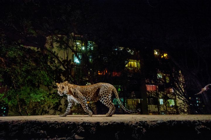 Lit by a camera-trap flash and the glow of urban Mumbai, a leopard prowls the edge of India's Sanjay Gandhi National Park.