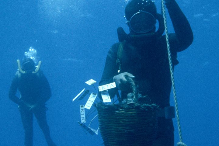 In the Mediterranean Sea off the Coast of Turkey, a diver rises from a Byzantine wreck with a basket full of artifacts.