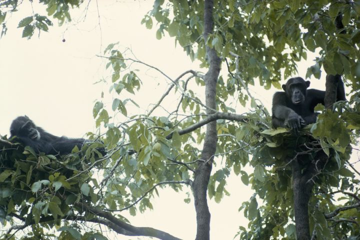 Two male chimpanzees rest among branches in day nests, Gombe Stream National Park, Tanzania.