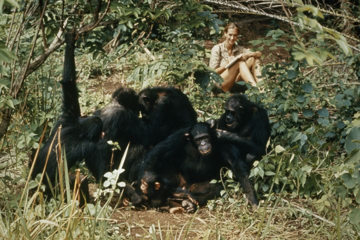 Jane Goodall studies the behavior of wild chimpanzees as they groom in Gombe Tream National Park, Tanzania.