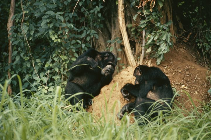 Chimpanzees use stems and twigs to fish termites out of a mound in Gombe Stream National Park, Tanzania. This is an example of tool use.
