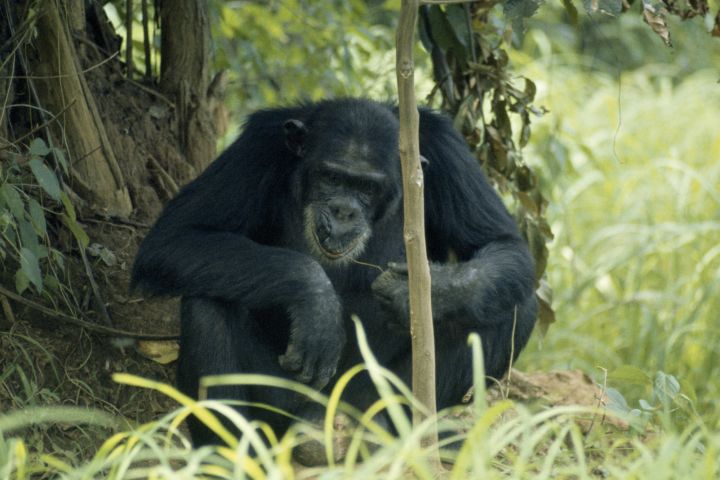 A chimpanzee eats termites off a vine twig in Gombe Stream National Park.