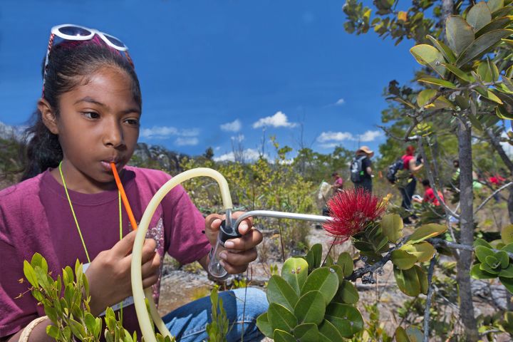 As a NG Your Shot Photo Walk leader and Bioblitz Inventory leader in Hawaii Volcano National Park, Chris showed local Hawaii youths the importance and beauty of small insects. Chris Johns photographing the Hawaiian Leaf Miner Project.