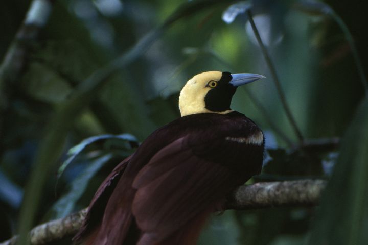 The Count Raggi's bird of paradise (Paradisaea raggiana) is not only a stunningly colorful and elegant bird, it is also the national bird of Papua New Guinea.