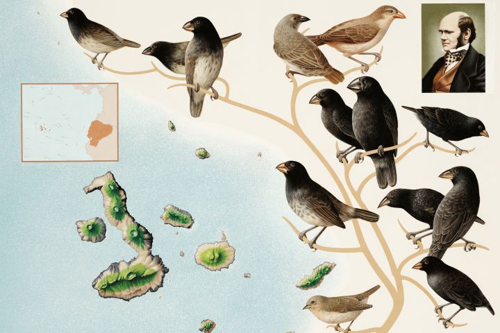 When developing his theory of evolution and the concept of natural selection, Charles Darwin studied the species of finches in the Galapagos Islands and hypothesized that they all originated from a single common ancestor.