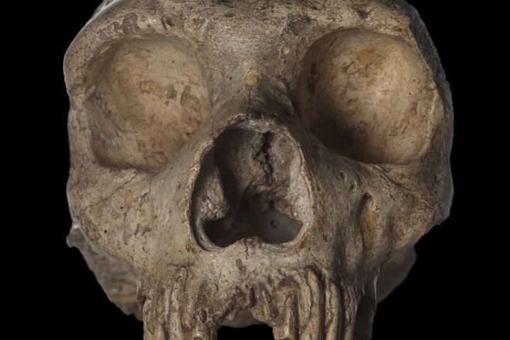 Modern humans, Homo sapiens, owe their existence to a collection of earlier, now-extinct Homo species, like this Homo neanderthalensis, who's skull appears similar, but not quite identical, to the skulls of modern humans.