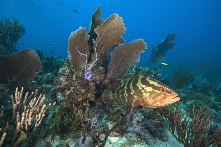 As the Earth grows warmer due to climate change, the colorful, lush, but delicate ecosystems of coral reefs are being forced to evolve quickly to survive the stresses of a warming planet.