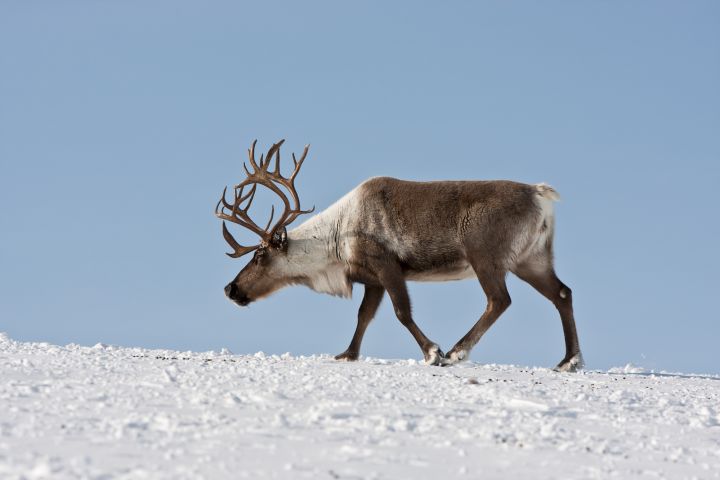 Reindeer trudging across the snow in Kamchatka, Russia.