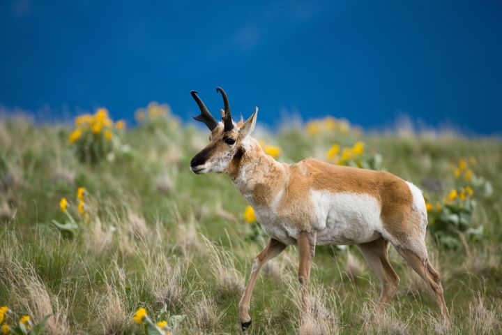 Pronghorn antelope walking through a field of tall grass and wildflowers.