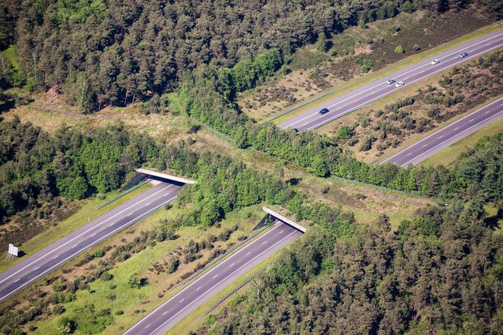 Bridge across a four line highway. The bridge is lined with trees and grass and is designed to allow wildlife to safely cross the road.