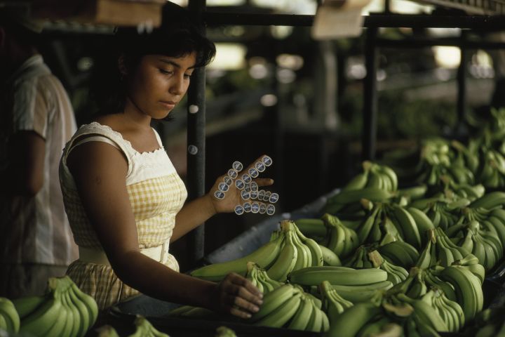 Although there exists a wide variety of banana species, the overwhelming majority of bananas available in supermarkets today are clones of a single variety, the Cavendish (Musa acuminata).