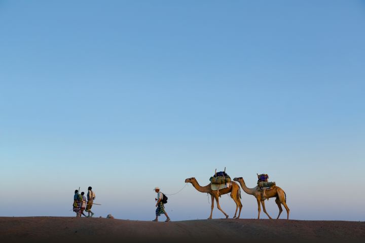 Journalist Paul Salopek, with guides, leads a pair of camels across Ethiopia's Afar desert.