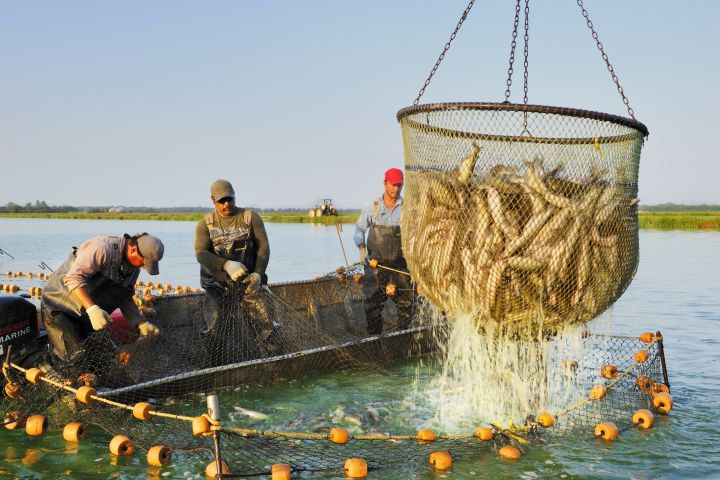 Humans not only farm the land but also the water using aquiculture. Here, catfish are being harvested from a fish-farm pond in Itta Bena, Mississippi, United States.
