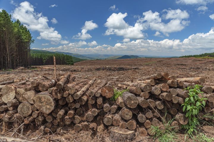 Deforestation, cutting down the trees in forests is a common way humans modify their environments. Shown here are logs cut from trees taken from South Africa's Kruger National Park.