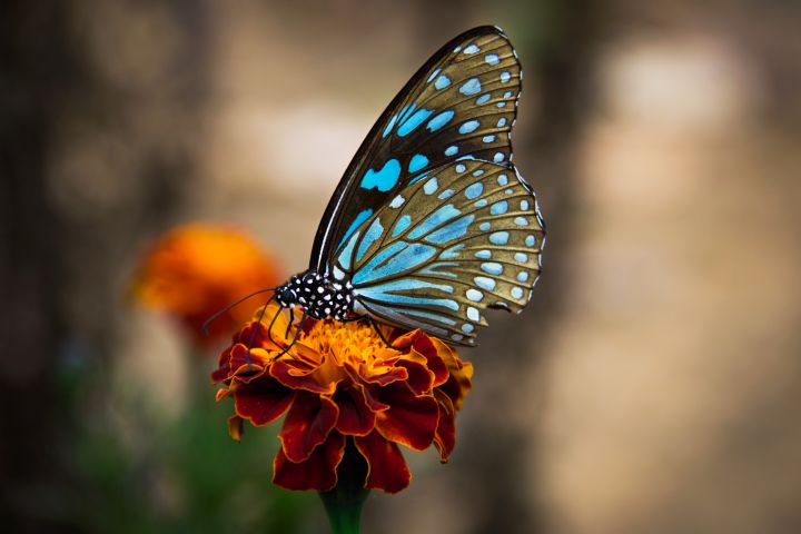 Picture of a butterfly.