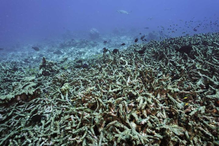 Photo of a bleached coral reef.