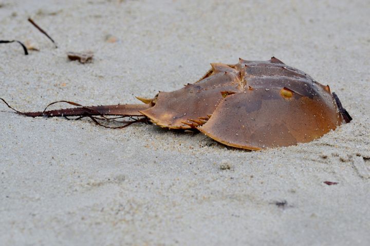 Photo of a horseshoe crab.