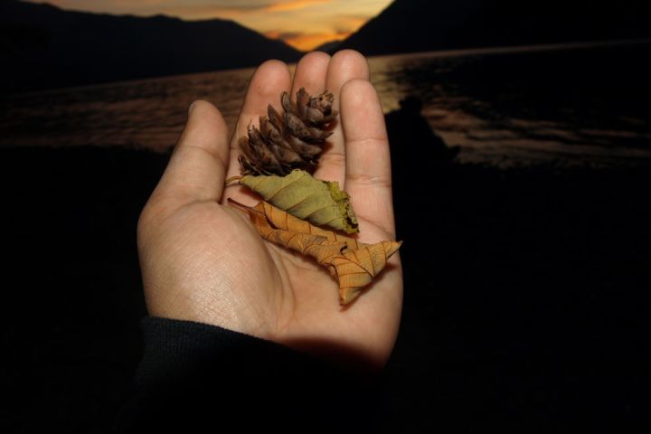 Photo: Hand holding leaves