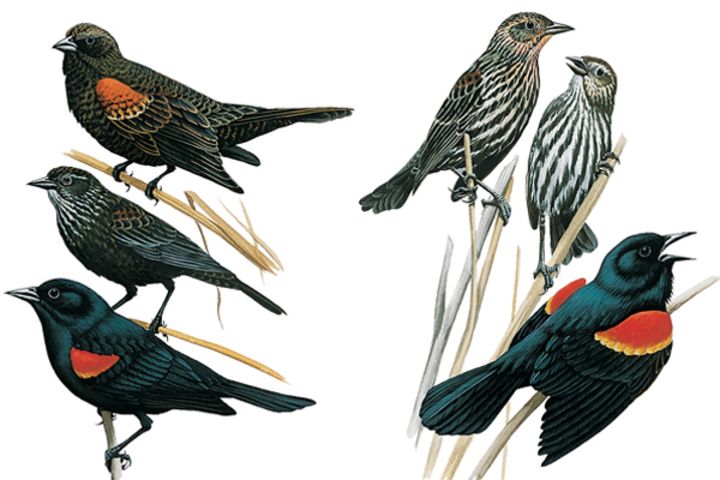 Illustration: Red-winged blackbird