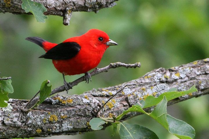Photo: A red bird with black wings on a branch