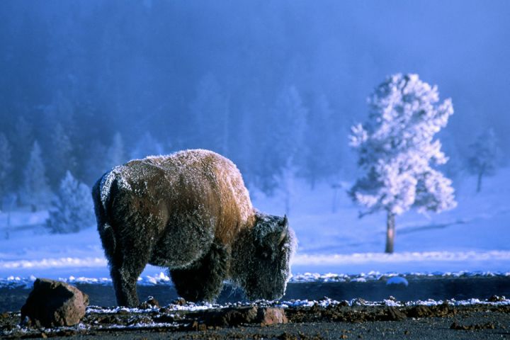 Photo: Bison grazing in snow