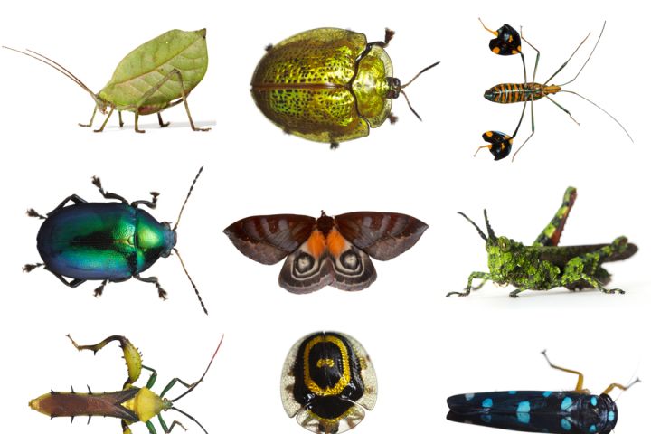 Grid of colorful insects.