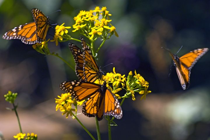 Four monarch butterflies flutter around a set of flowers.