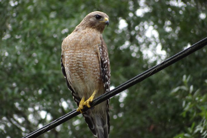 Red-tailed hawks hunt from a carefully chosen perch, usually a tree branch, fence post, or telephone pole located along the edge of an open field. They dive with their legs stretched behind them and their wings open.