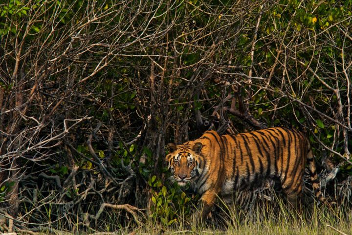 Bengal Tiger walking in trees