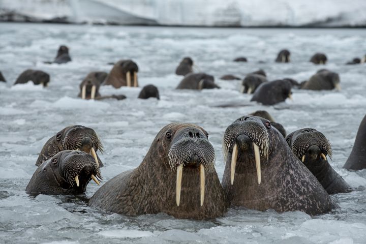 Atlantic walruses (Odobenus rosmarus rosmarus) gather at the MPA of Northbrook Island, Franz Josef Land.