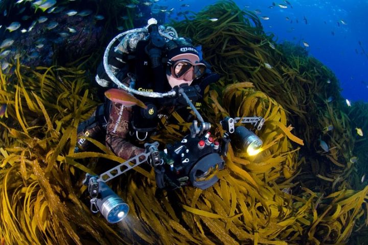 Pristine Seas underwater photographer Manu San Felix swims through a kelp forest near Chile's San Ambrosio Island.