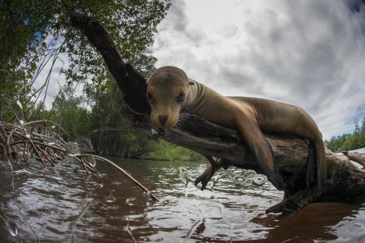 A young Galápagos sea lion (Zalophus wollebaeki) rests on a fallen mangrove trunk in a mangrove lagoon at Fernandina Islands. Young individuals enjoy safe refuge in the mangroves from predators.