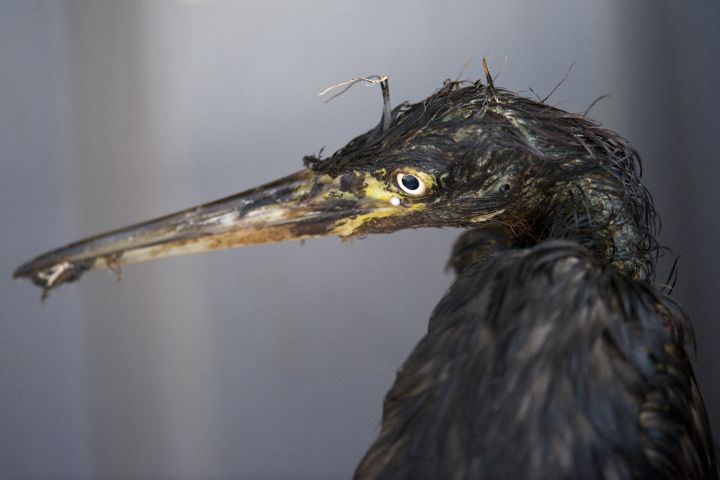 A reddish egret (Egretta rufescens) coated in oil from the 2010 Deepwater Horizon oil spill in the Gulf of Mexico.
