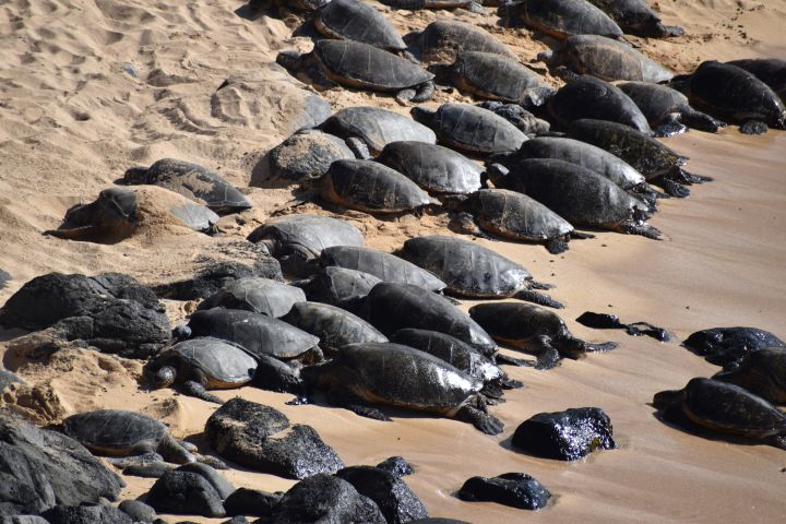 Leatherback sea turtles (Dermochelys coriacea) migrating on a beach in the U.S. state of Hawai'i.