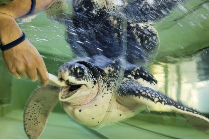 A juvenile leatherback sea turtle (Dermochelys coriacea) being fed in captivity by a human in Vancouver, British Columbia, Canada.