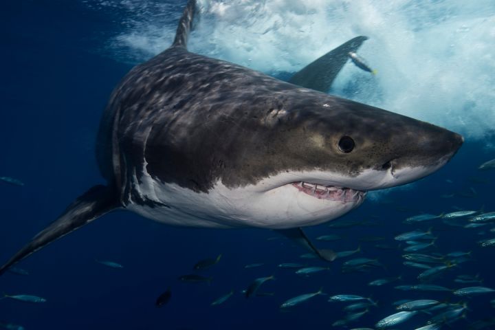 A great white shark (Carcharodon carcharias) swims through the ocean water.
