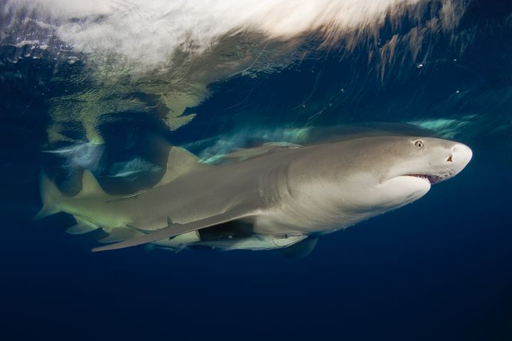 Lemon shark (Negaprion brevirostris) on patrol below surface at dusk in Bahamas at a shark sanctuary.