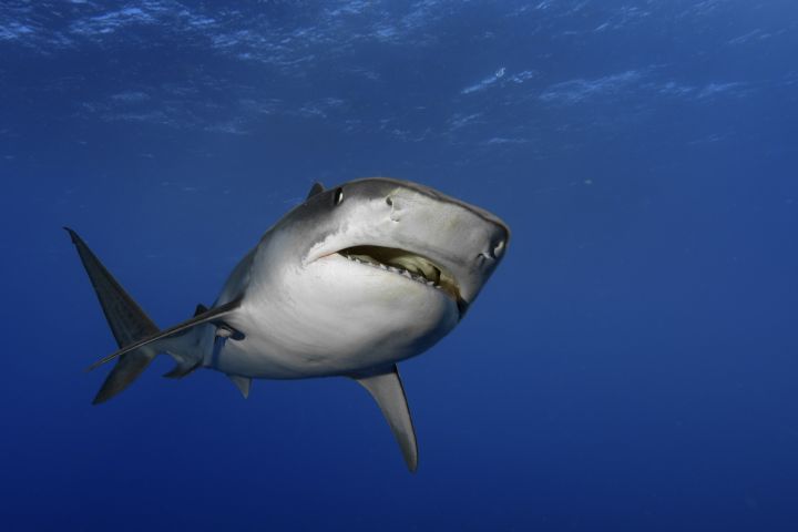 A tiger shark (Galeocerdo cuvier) swims in waters off the coast of South Africa.