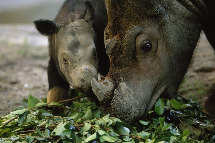 A Sumatran rhinoceros (Dicerorhinus sumatrensis) and her calf feeding on tree branches at a U.S. zoo in Cincinnati, Ohio.