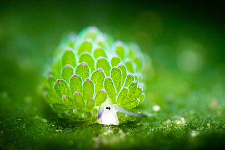 An individual Costasiella kuroshimae, a sea slug or nudibranch also known as the "leaf sheep" or "leaf slug," found in Bali.