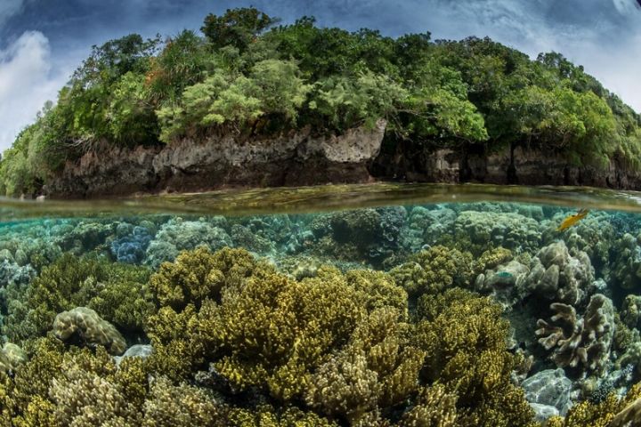 On a Pristine Seas expedition to Palau, the team found that both land and water boast rich biodiversity.