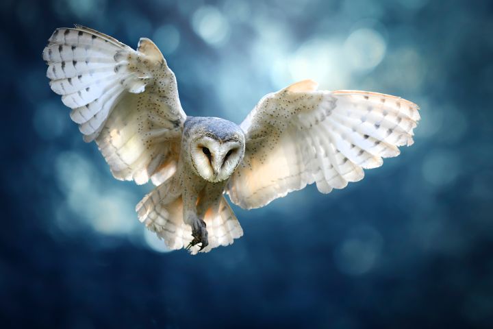A barn owl (Tyto alba) in mid flight.